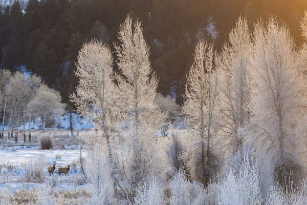 Wyoming, Grand Teton NP Frosted trees and elk